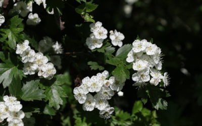 Biancospino: proprietà, benefici e controindicazioni