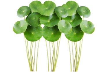 Centella: proprietà e controindicazioni di questa pianta