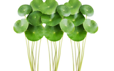 Centella: proprietà e controindicazioni di questa pianta
