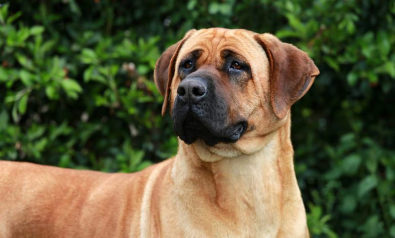 Bull mastiff