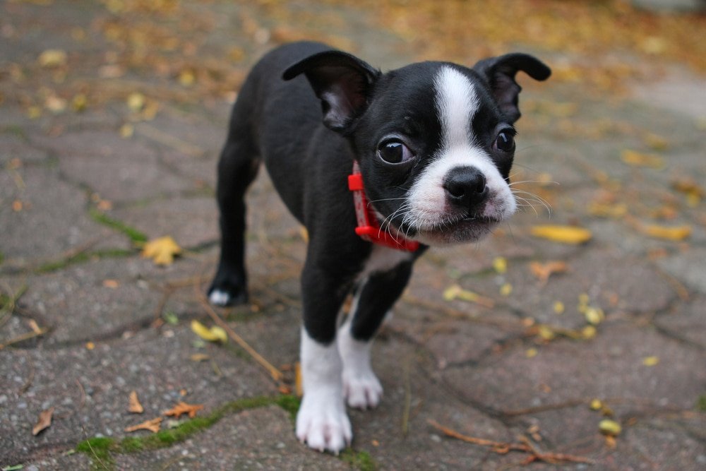 Boston terrier carattere e peculiarità di questo cane