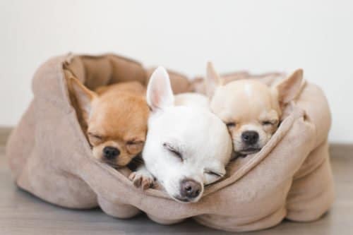 I segreti del Chihuahua, razza di cane mini sempre più amata