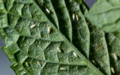 Mosca bianca: tutto su questo parassita delle piante