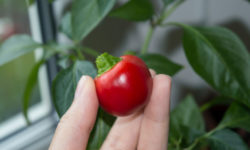 Orto in casa: come coltivare in casa frutta, verdura e altro