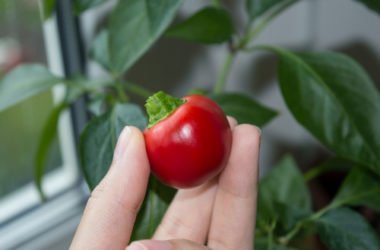Orto in casa: come coltivare in casa frutta, verdura e altro