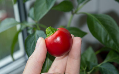 Orto in casa: come coltivare in casa frutta, verdura e altro