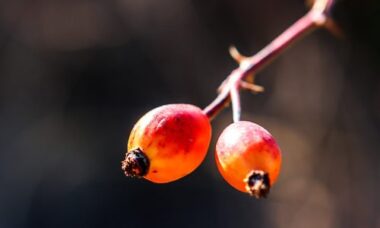 Rosa canina: proprietà e usi in cucina, fitoterapia e cosmetica