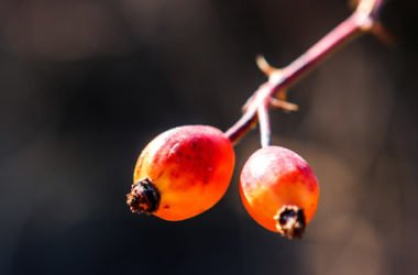 Rosa canina: proprietà e usi in cucina, fitoterapia e cosmetica