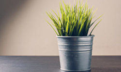 Piante che purificano l’aria di casa: quali sono