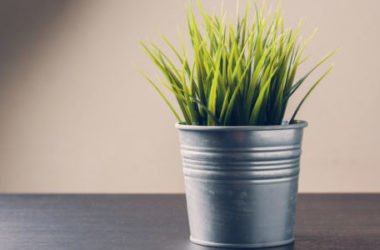 Piante che purificano l’aria di casa: quali sono