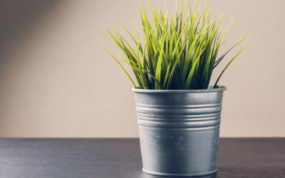Piante che purificano l’aria di casa: quali sono