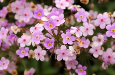 Saponaria: benefici e proprietà di questa pianta