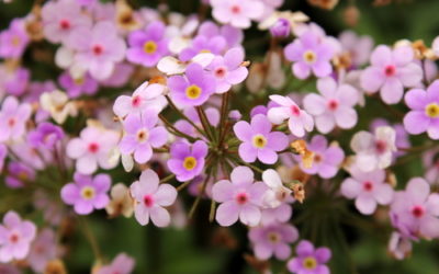 Saponaria: benefici e proprietà di questa pianta