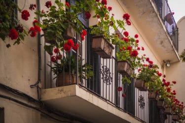 La guida pratica alle piante da balcone: come sceglierle e curarle al meglio