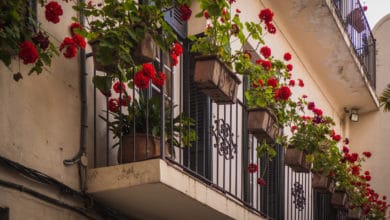 piante profumate da balcone