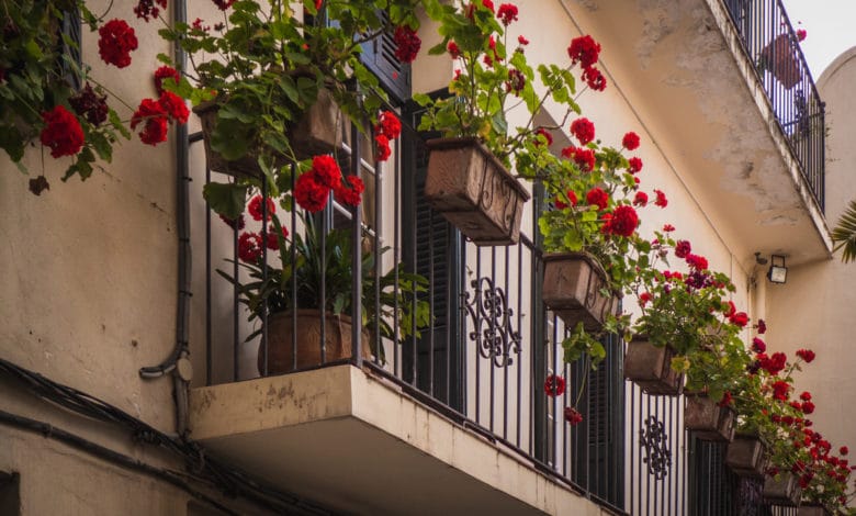 piante profumate da balcone