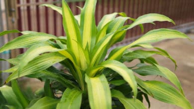 dracena fragrans