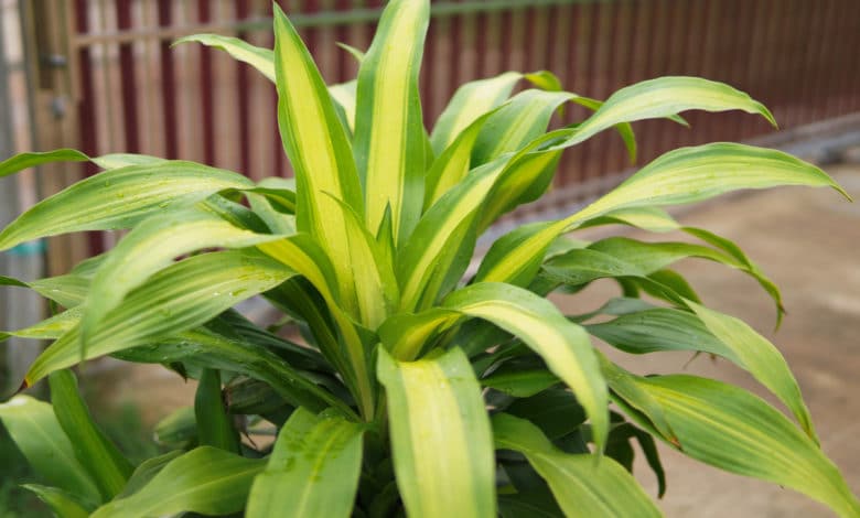 dracena fragrans