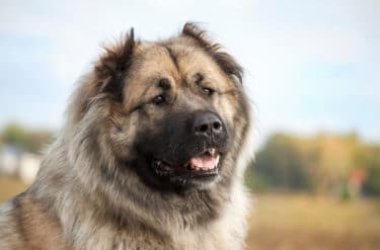 Tout sur le berger du Caucase, un chien au caractère fort et équilibré
