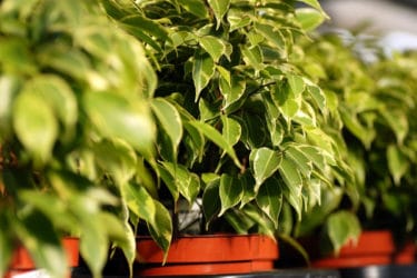 Quali sono le piante che purificano l’aria di casa? La guida pratica