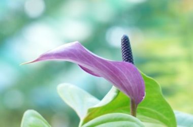 Come coltivare lo Spathiphyllum in casa