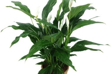 Spathiphyllum: cure e coltivazione di una pianta tropicale