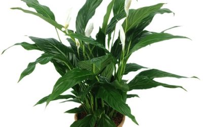 Spathiphyllum: cure e coltivazione di una pianta tropicale