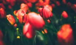 Fiori rossi: un solo colore per tante specie