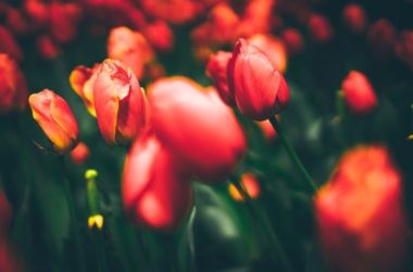 Fiori rossi: un solo colore per tante specie