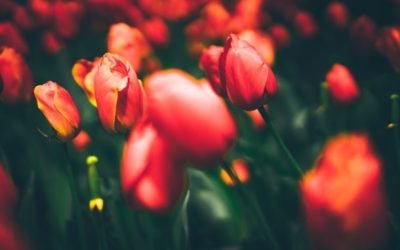 Fiori rossi: un solo colore per tante specie