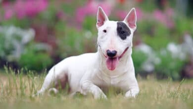 cani da guardia: bull terrier