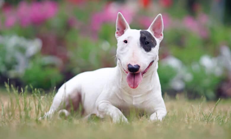 cani da guardia: bull terrier