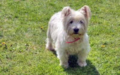 West Highland White Terrier: un cane gentiluomo
