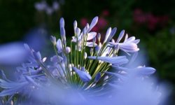 Agapanto: coltivazione, consigli e cure