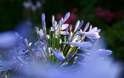 Agapanto: coltivazione, consigli e cure