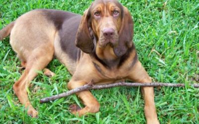 Bloodhound, il cane da ricerca per le persone scomparse!
