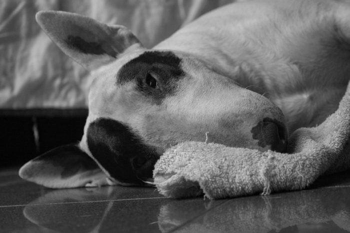 cani da guardia