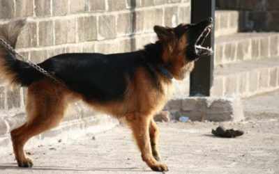 Eccovi le razze di cani da guardia e da difesa più popolari ed apprezzate