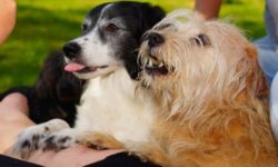 Cane che abbaia: cosa significa?