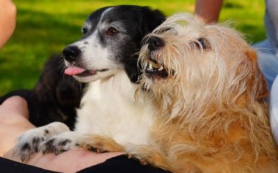 Cane che abbaia: cosa significa?