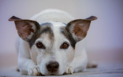 Nomi per cani: qual è il nome perfetto per il tuo pet?