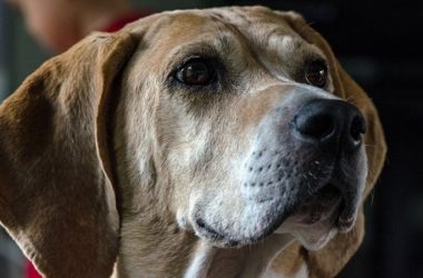 Foxhound: aspetto, carattere, educazione, prezzo