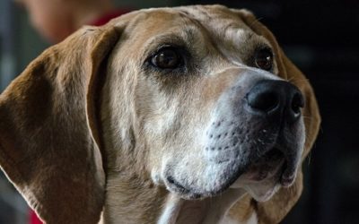 Foxhound: aspetto, carattere, educazione, prezzo