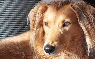 Saluki: aspetto, carattere, cure e addestramento