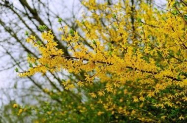 Tutto sulla forsizia, il fiore che annuncia la primavera