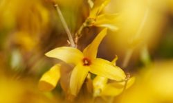 Tutto sulla forsizia, il fiore che annuncia la primavera