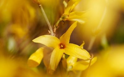 Forsizia: coltivazione e cure di questa pianta da giardino