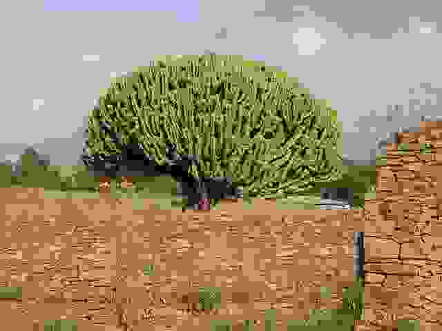euforbia arborea