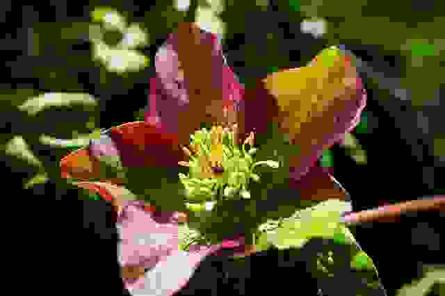 piante perenni helleborus