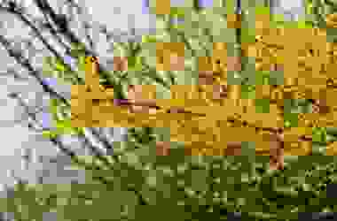 Tutto sulla forsizia, il fiore che annuncia la primavera